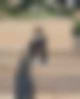 La photo du membre